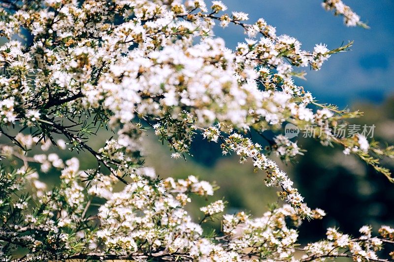 卡努卡（Kunzea ericoides）茶树